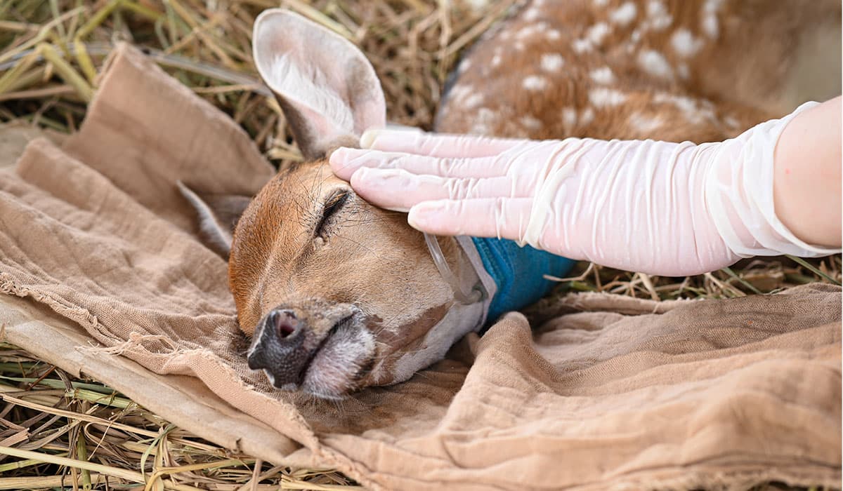Soccorso animali