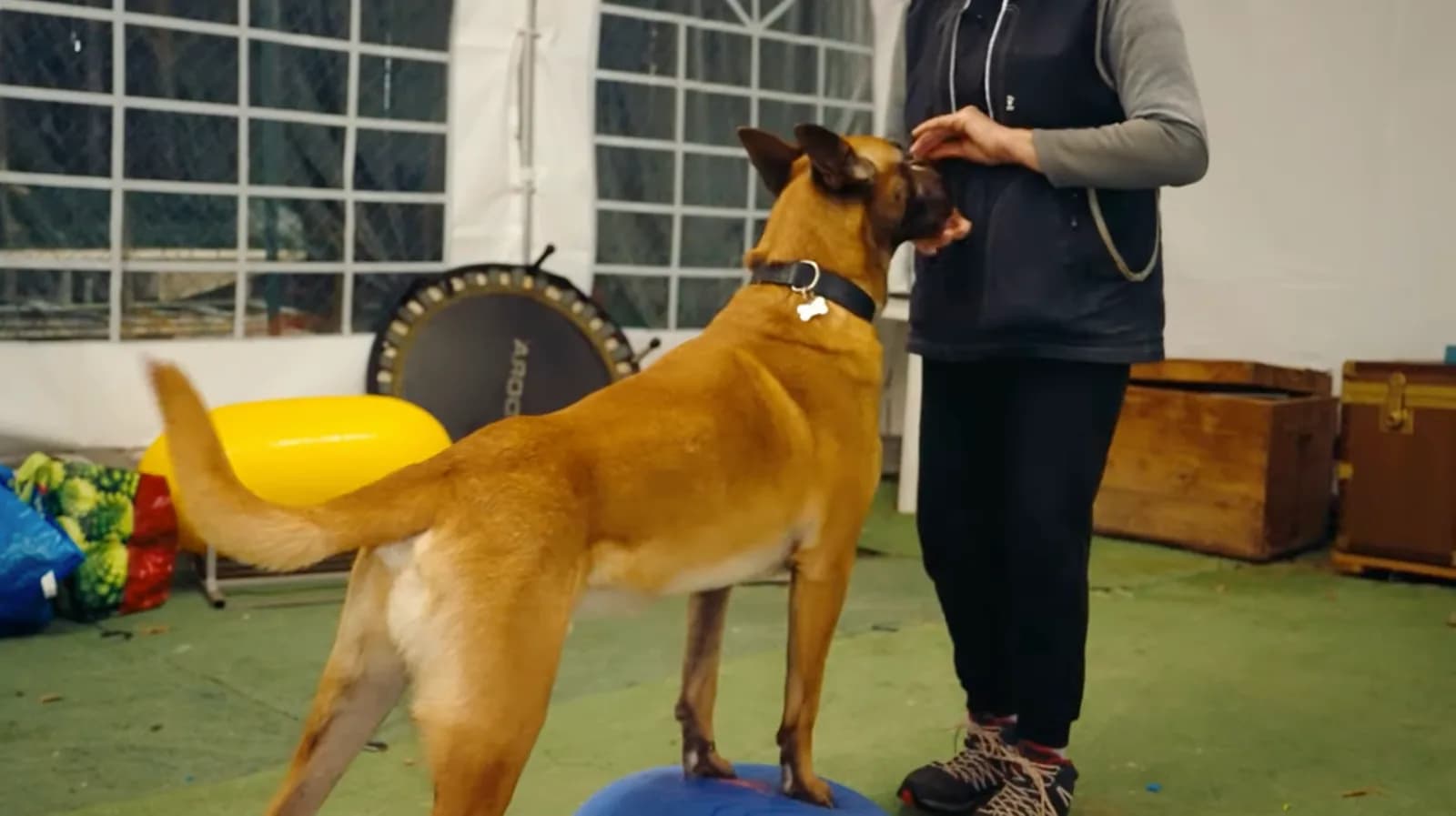 Sport cinofili: Dog Balance Fit