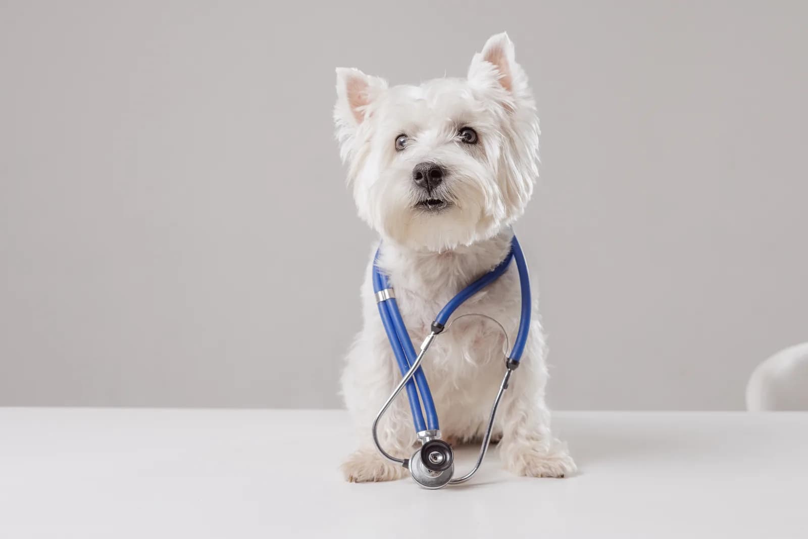 Primo soccorso per cani e gatti: la guida essenziale per le emergenze