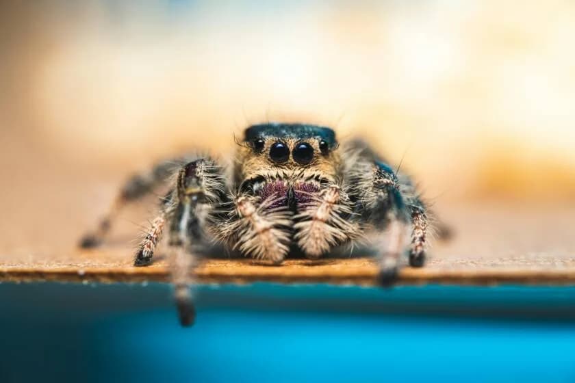 Altro che cani e gatti: negli Stati Uniti i nuovi pet sono gli invertebrati