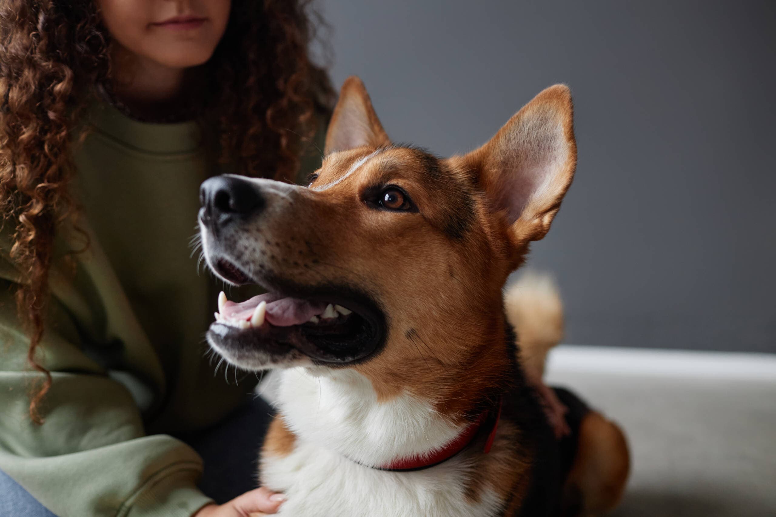Ondata di caldo: come proteggere cani, gatti e animali fragili