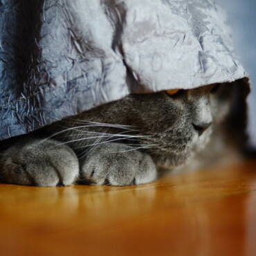 Gatto disteso al fresco durante l'estate