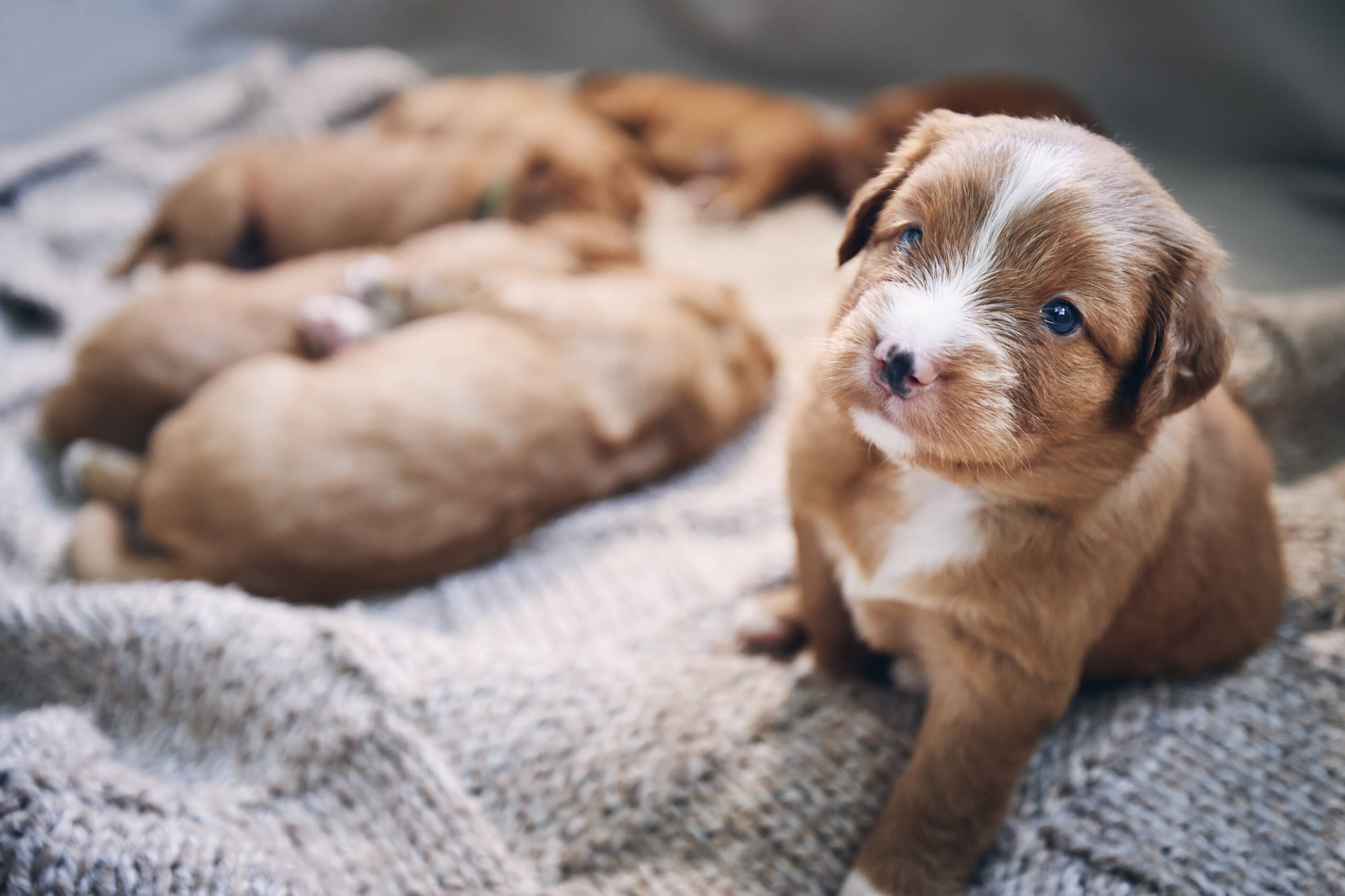 Fumo di sigaretta e animali: cosa dicono davvero gli studi