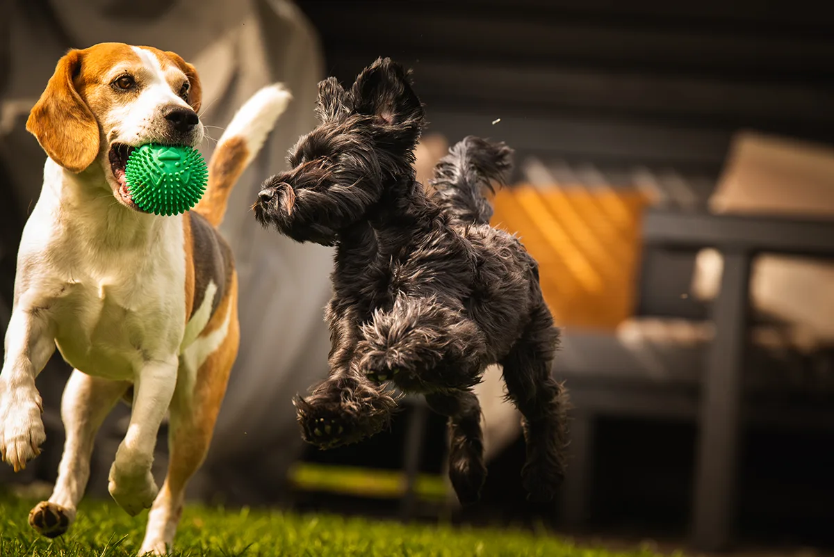 Il linguaggio silenzioso del cane: comprendere posture, sguardi e movimenti