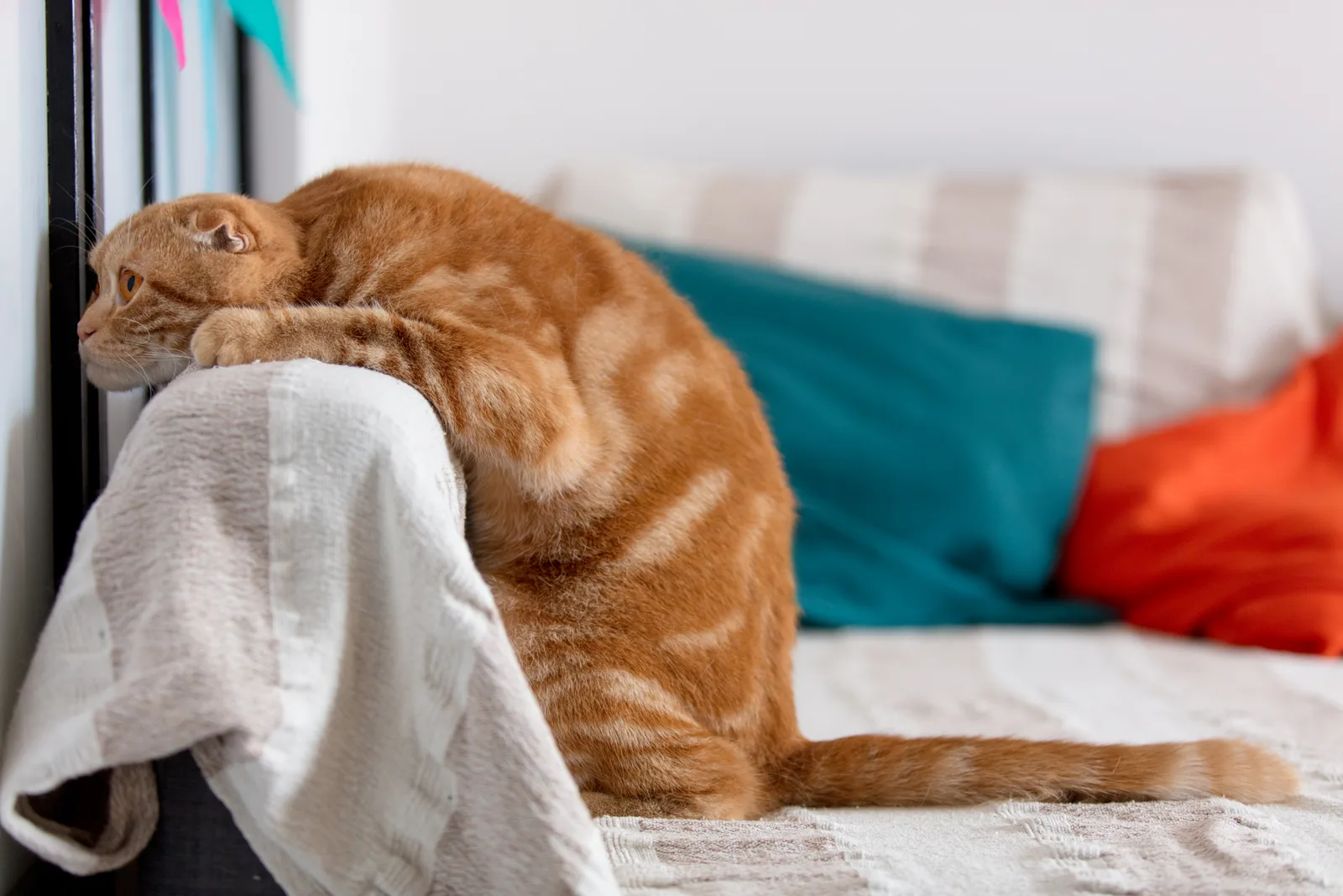 Come capire se il tuo gatto è stressato