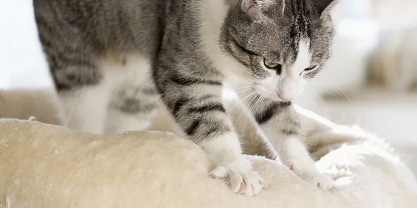 Perché i gatti impastano con le zampe: significati, origini e cosa ci stanno comunicando