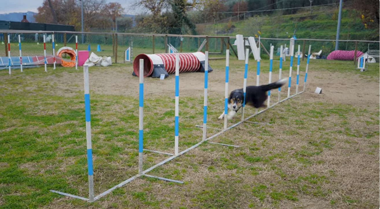 Sport cinofili: Agility Dog