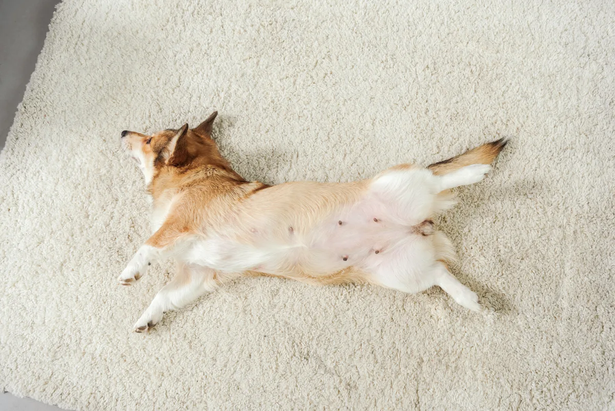 Posizione del corpo: come riconoscere emozioni e intenzioni del tuo cane