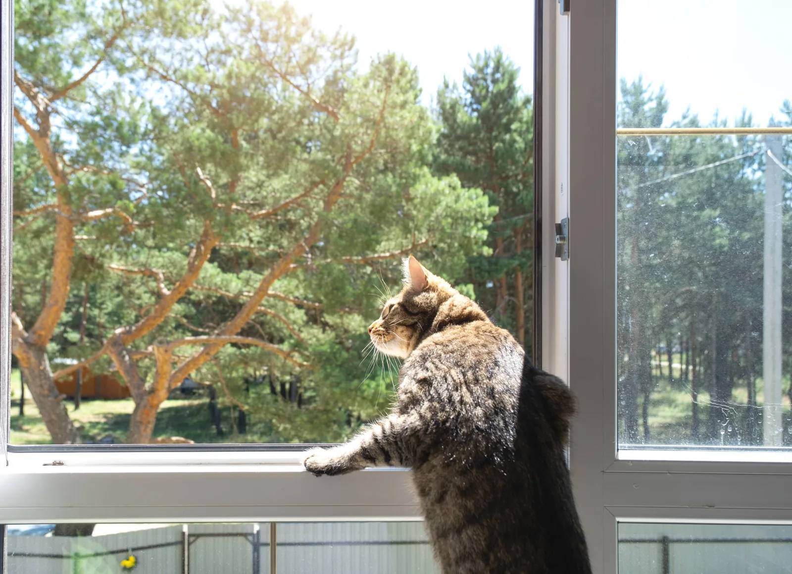 Hai paura che il tuo gatto possa scappare o farsi male? Ecco cosa devi sapere