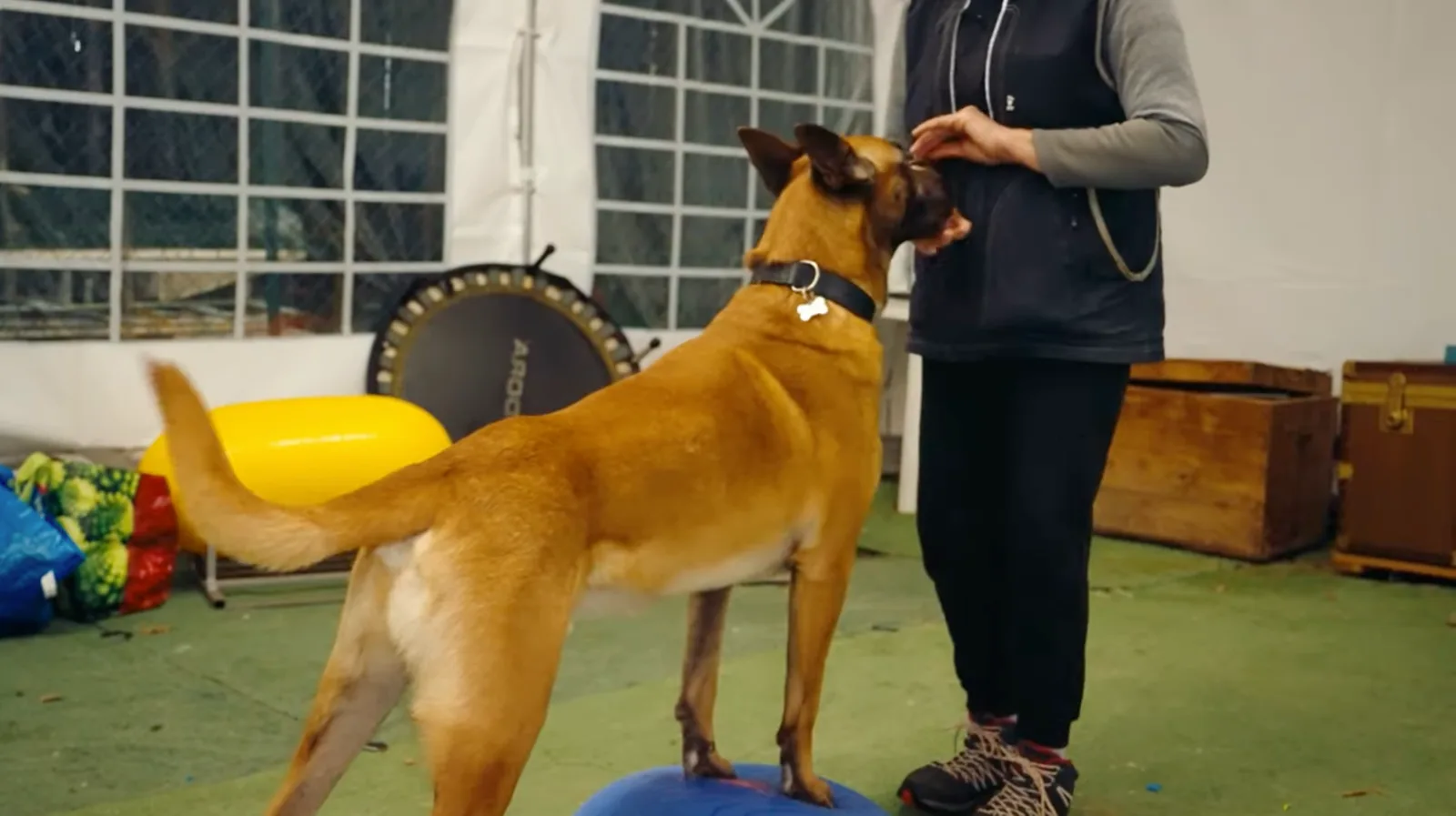 Sport cinofili: Dog Balance Fit
