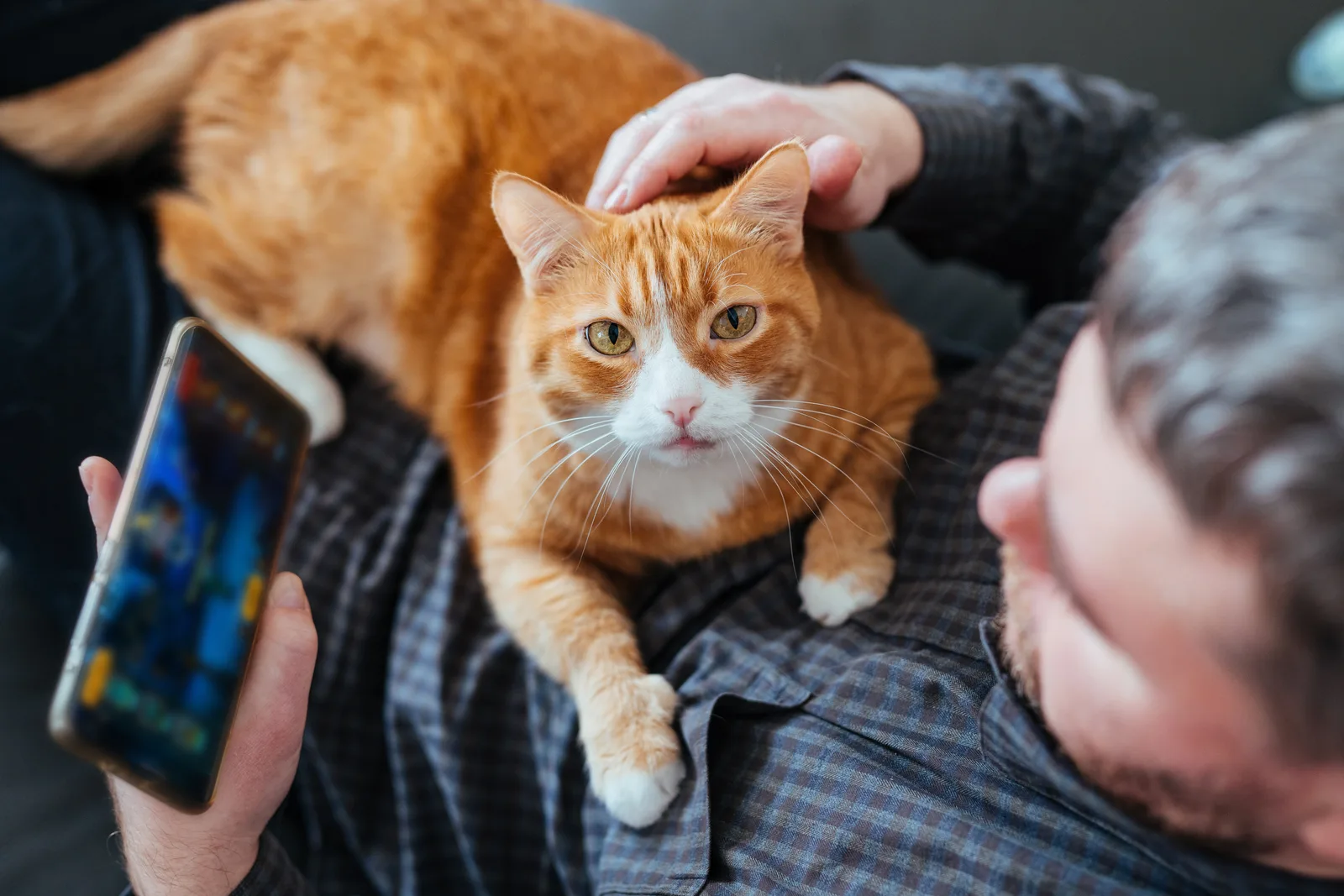 Il linguaggio dei gatti: come imparare a comprenderli