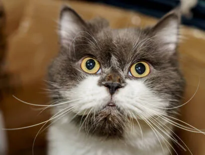 zampaw-baffi gatto