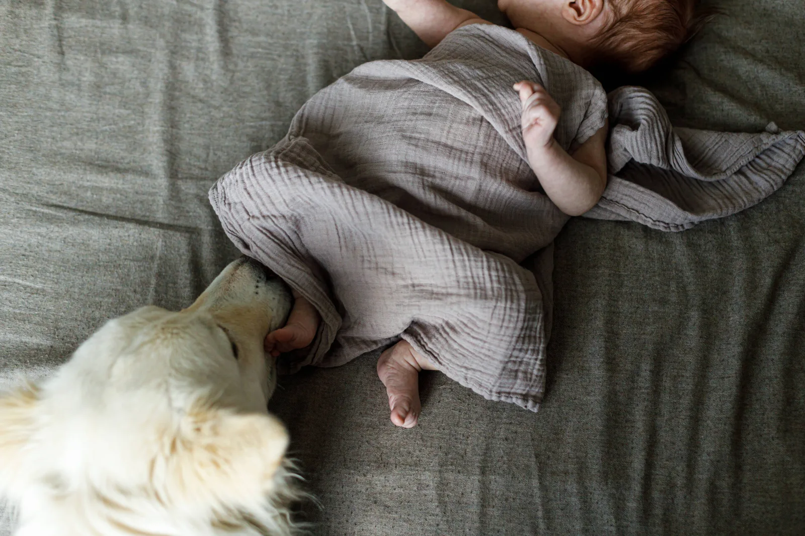 Cane e neonato: consigli pratici per una convivenza serena e sicura