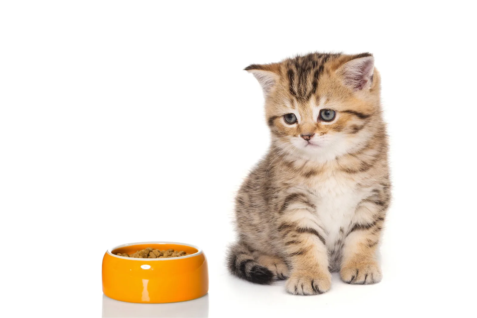 Gatto che non mangia dopo il trasloco: cosa significa davvero?