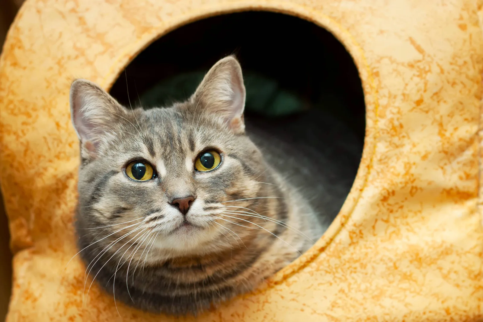Microchip gatto: sì o no? La scelta che può salvarlo quando meno te lo aspetti