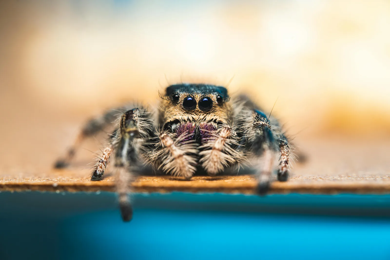 Altro che cani e gatti: negli Stati Uniti i nuovi “pet” sono gli invertebrati