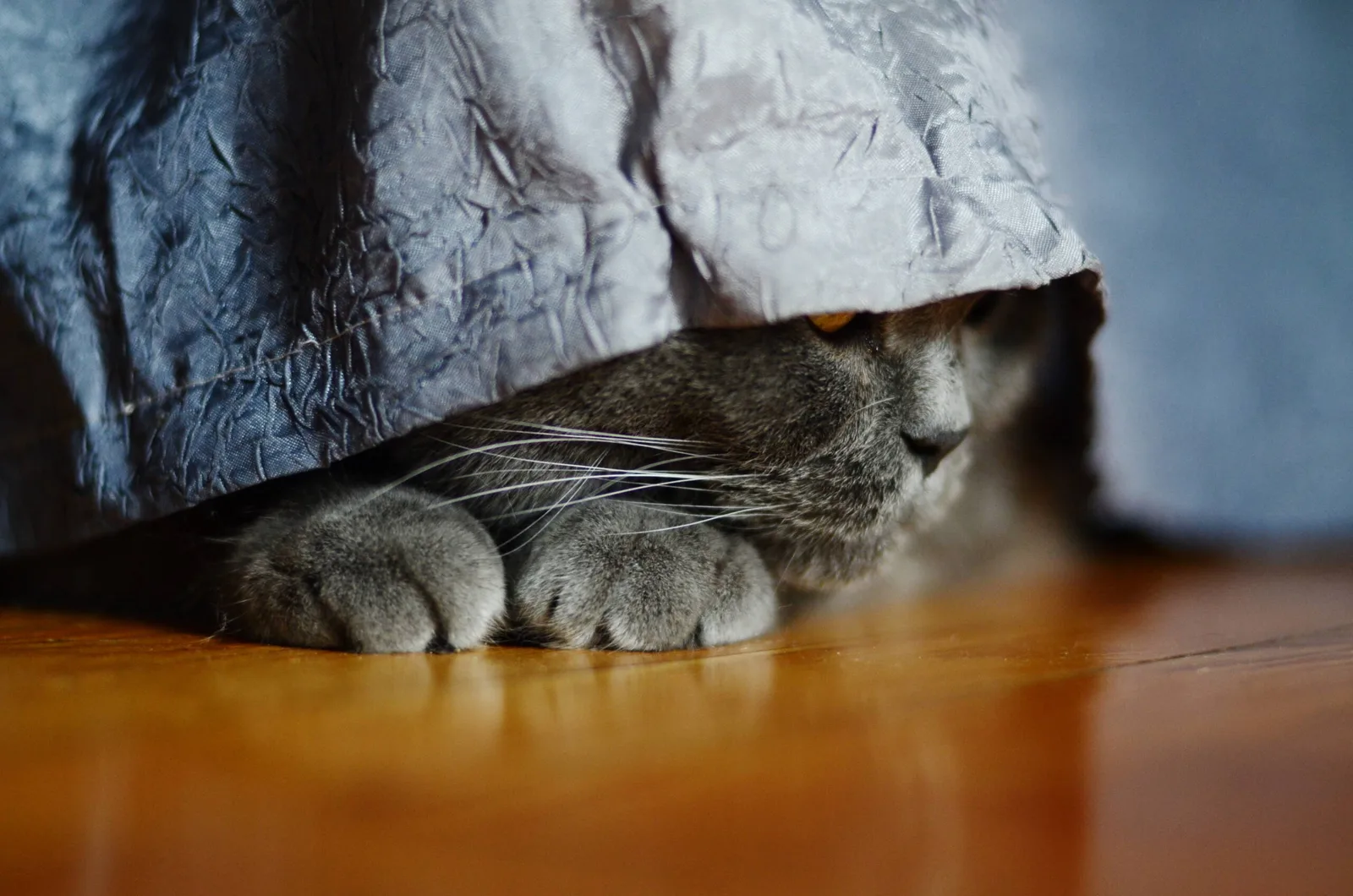 Perché il gatto si nasconde dopo il trasloco? La verità che nessuno ti dice