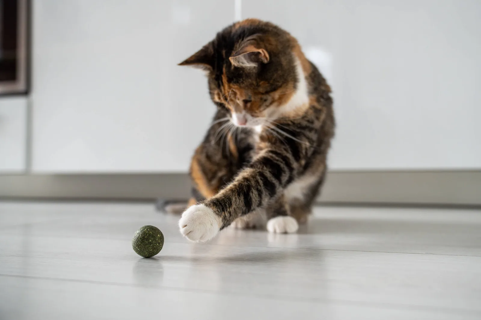 Il segreto per un gatto felice in casa? Stimoli, gioco e sicurezza.