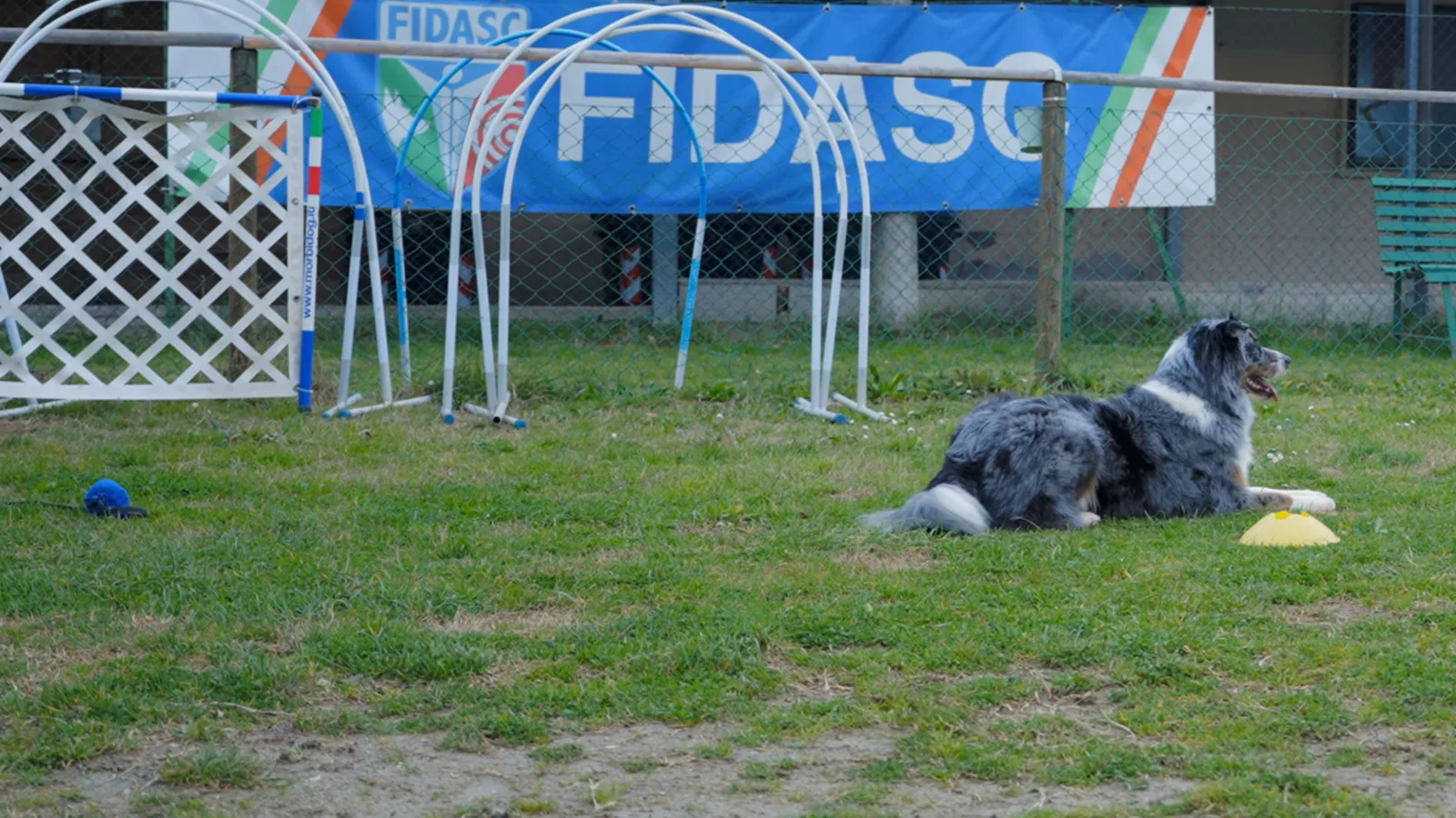 Sport cinofili: l'Obedience